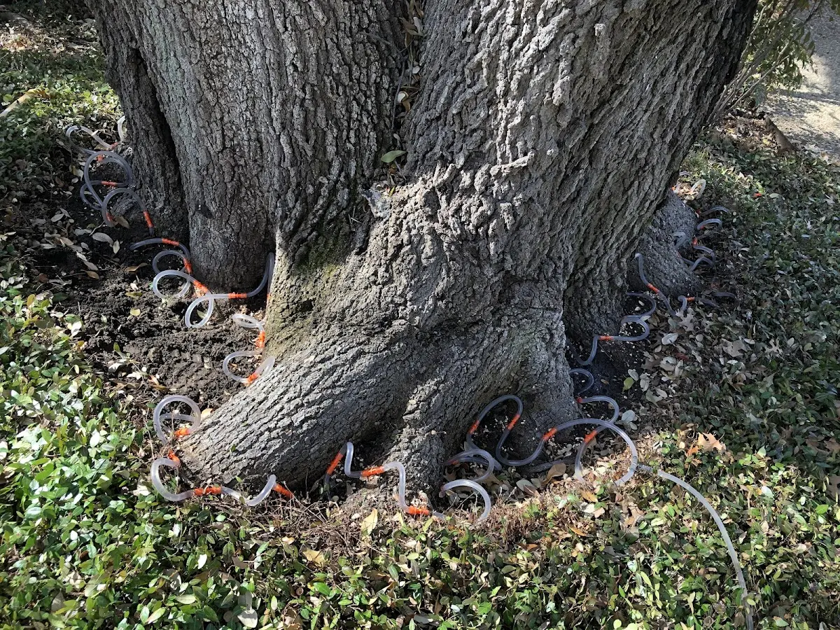 Detailed Tree Cabling and Bracing job site in Waialua