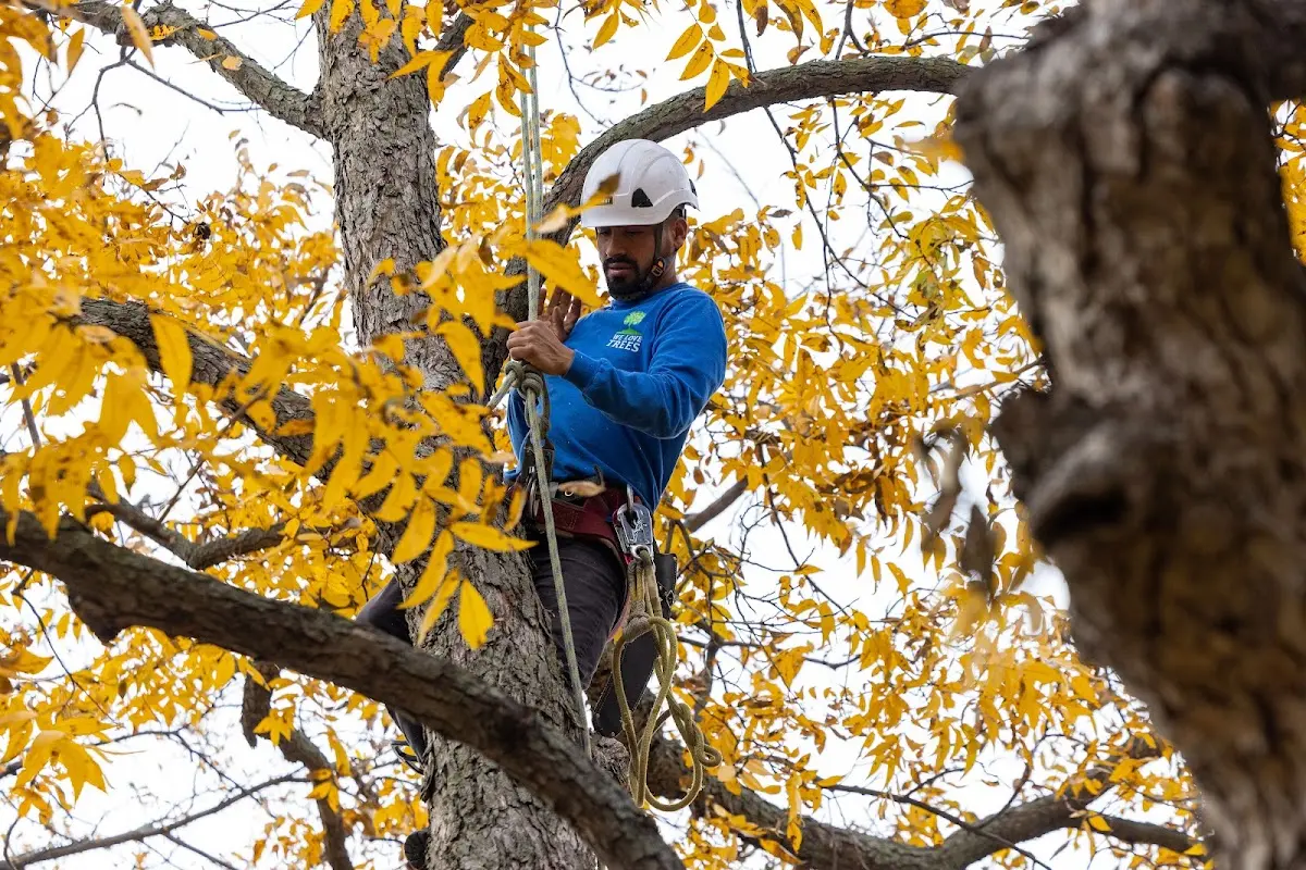 Skilled Tree Pruning crew working in Waialua